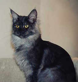 Misu, Maine Coon Cat