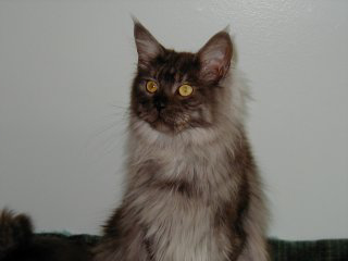 Misu, Maine Coon Cat