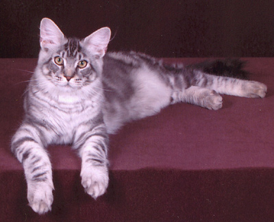 Marco Polo, Maine Coon Cat