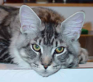 Marco Polo, Maine Coon Cat