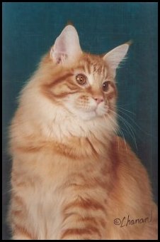 Nick, Maine Coon Cat