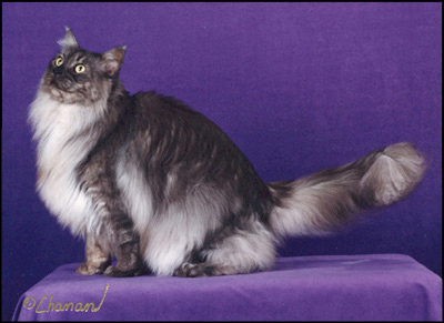 Nuvo, Maine Coon Cat