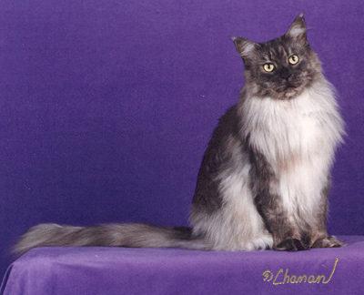 Nuvo, Maine Coon Cat