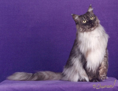 Nuvo, Maine Coon Cat