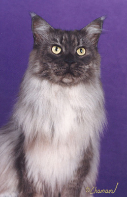 Nuvo, Maine Coon Cat