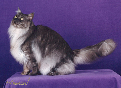 Nuvo, Maine Coon Cat