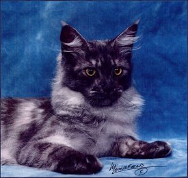 Nuvo, Maine Coon Cat