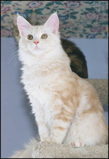 CFA GRC GRP RW Avicats Orlando Furioso, cameo tabby Maine
Coon Cat