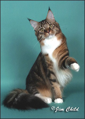 Peppy, brown tabby with white male Maine Coon Cat