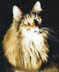 CH Avicats Qfwfq, brown mackerel tabby Maine Coon male