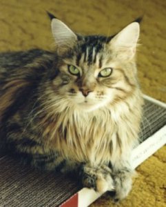 Ruby, Maine Coon Cat