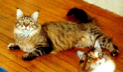 Ruby, Maine Coon Cat