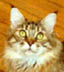 CH Avicats Ruby Tuesday, brown patched mackerel tabby Maine Coon female