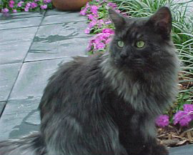 Sacchi, Maine Coon Cat