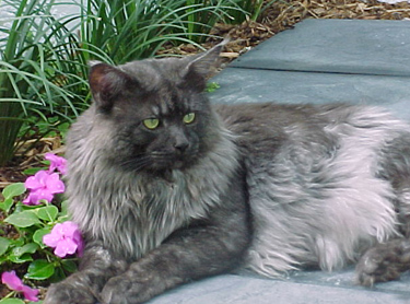 Sacchi, Maine Coon Cat