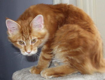 Sandra, Maine Coon kitten