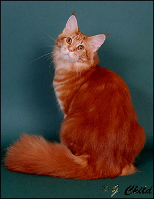 Sandra, red tabby female Maine Coon Cat