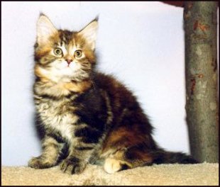 Tiffany, Maine Coon Cat