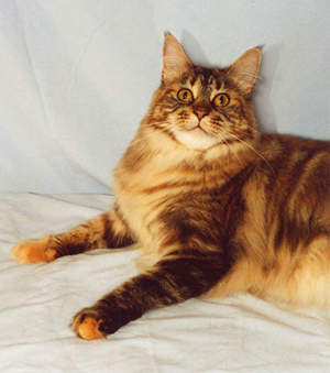 Sophie at 3
yrs, Maine Coon Cat