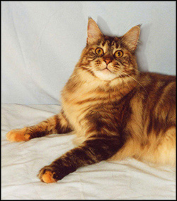 Sophie, brown patched tabby Maine Coon Cat