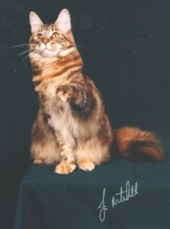 Sophie at 8 mths, Maine Coon
Cat