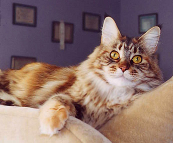 Sophie at 5
yrs, Maine Coon Cat