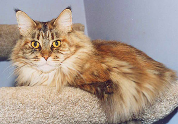 Sophie at 5
yrs, Maine Coon Cat