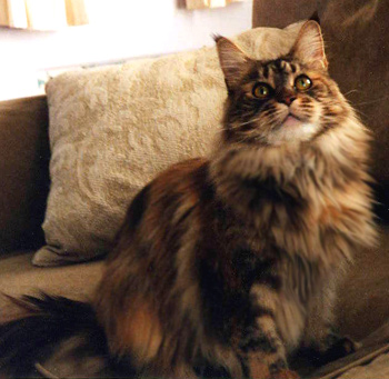 Sophie at 5
yrs, Maine Coon Cat