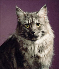 Straya, Maine Coon Cat