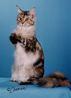 CFA GRC Avicats Phaethusa Stria, silver patched tabby Maine Coon
female at 8 months old