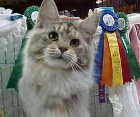 Streak at show, 9 mths