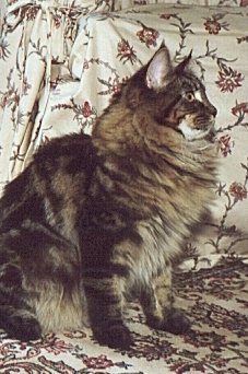 Tasso, Maine Coon Cat