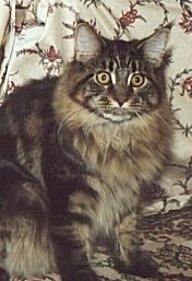 Tasso, Maine Coon Cat