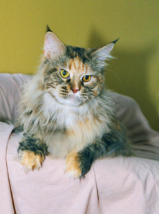 CFA GRC Avicats Arethusa, brown patched tabby female