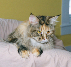 Thusa, Maine Coon Cat