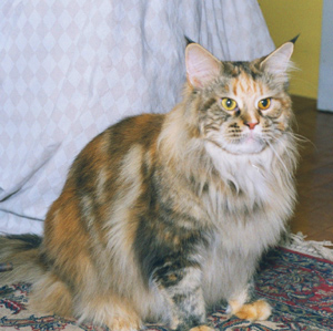 Thusa, Maine Coon Cat