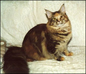 Thusa, Maine Coon Cat