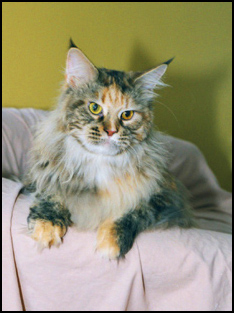 Thusa, Maine Coon Cat