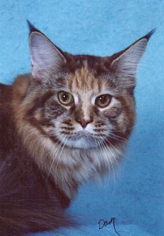 Thusa, Maine Coon Cat