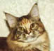 CFA GRC Avicats Arethusa, brown patched tabby Maine Coon female