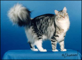 Tina, silver mackerel tabby with white female Maine Coon Cat