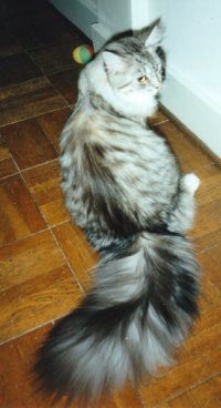 Tina's tail at 8 mths