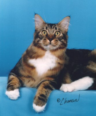 Todi, Maine Coon Cat