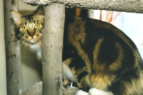 Todi, Maine Coon Cat