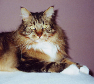 Todi, Maine Coon Cat