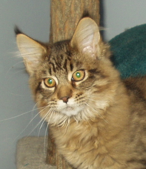 Vinnie, Maine Coon Cat