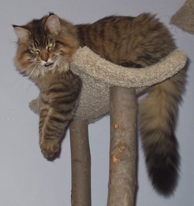 Vinnie, Maine Coon Cat