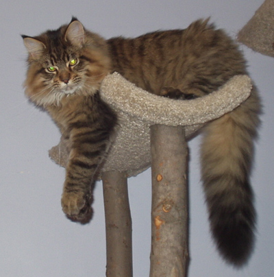 Vinnie, Maine Coon Cat