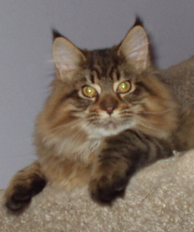 Vinnie, Maine Coon Cat