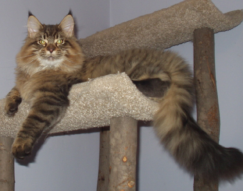 Vinnie, Maine Coon Cat